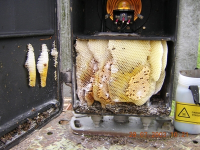 A bees nest 